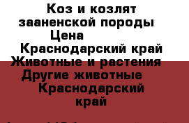 Коз и козлят зааненской породы › Цена ­ 5 000 - Краснодарский край Животные и растения » Другие животные   . Краснодарский край